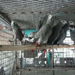 2 Paired African Grey Parrots For Sale