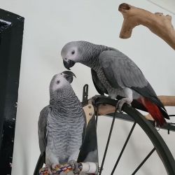 Lovely African Grey Parrots Rehoming