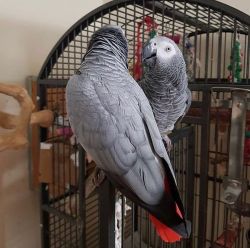 African Grey Parrots For Free