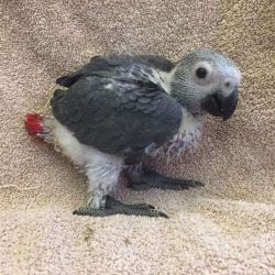 Congo African Grey babies for sale.