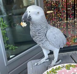 African Grey Parriot For Sale