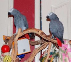 Beautiful Congo African Grey Parrots Available