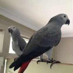 Talking African Grey Parrots with Cage