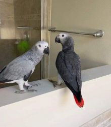 African Grey parrots for sale.