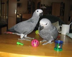 Hand raised African Grey parrots for sale.