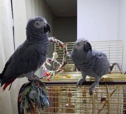 Bonded pair of African Grey parrots