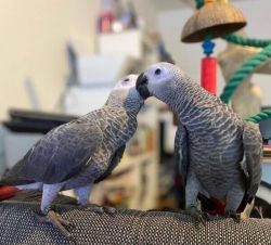 A bonded pair of African Grey parrots