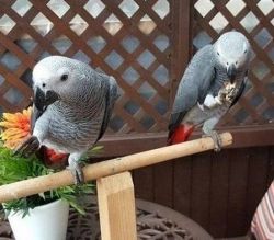 African greys parrots