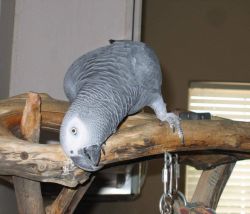 African Grey-Male for sale