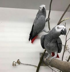 Timneh Congo African grey For sale