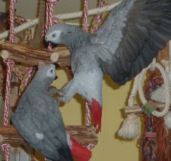 Healthy African grey parrot for sale