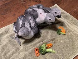 African Grey Parrots For Adoption! I have male and female babies.