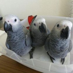 beautiful african grey poly is very talkative sings dances whistles le
