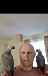 Highly Intelligent Congo African Parrots Available