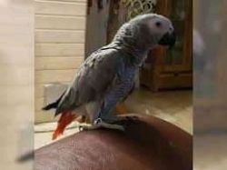 African grey parrots for sell