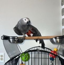 Smart Talking African Grey 3 YearS Old -- $510