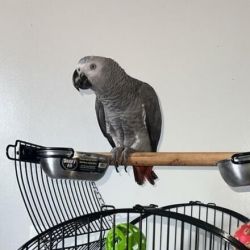 African Grey Babies Available