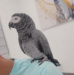 Congo African Grey Babies available now
