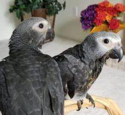 Beautiful male/female African gray parrots