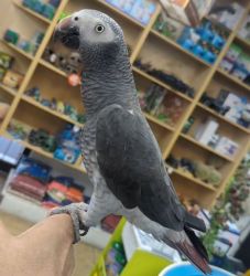 African grey parrots disponible now
