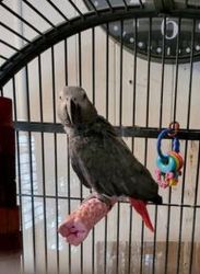 Friendly African grey parrots for sale