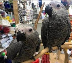 Adorable African Grey Parrots For Sale