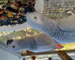 African Grey Parrots available