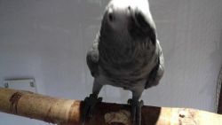 Bonded Pair of Congo African greys