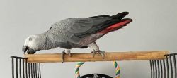 Proven/bonded pair of African Greys