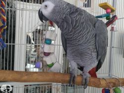 African Grey - Charlie has went to a Loving