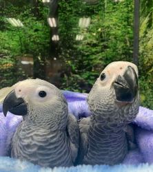 African Grey Congo Baby - Male and female