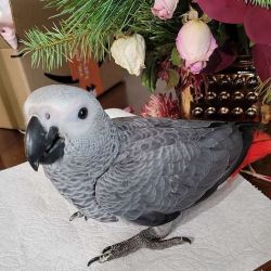 Handreared Congo African greys for sale