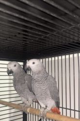 Tame And Talking African Grey Parrots