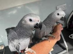 Hand-Raised Super Tame African Grey Parrots