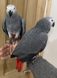 Supertame African Grey Parrots