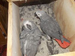 4 Hand reared African grey parrots