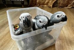 Silly tame African grey babies