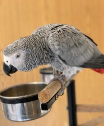 Super tame African Grey Parrots