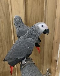 Hand-Raised African Grey Parrots