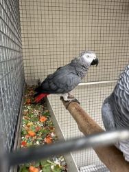 African Grey Parrots Pair