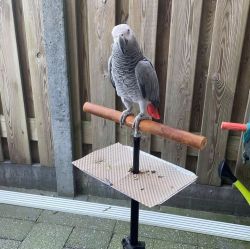 Beautifully African grey parrot for sale