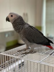 Gorgeous handreared baby African Greys