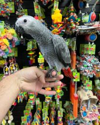 African grey parrots ready for Xmas
