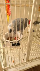 African gray for sale