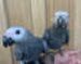 Tame Cuddly Friendly African Grey Parrots