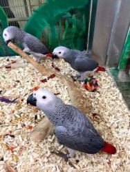 Grey parrots