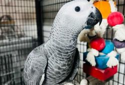 Hand Reared Talking Female\\Male African Grey Parrot