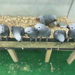 Parrots grey