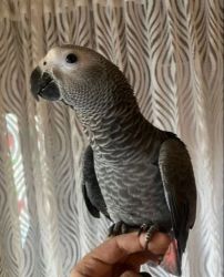 Hand Reared Young African Grey