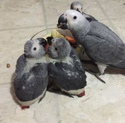 Young African grey parrots